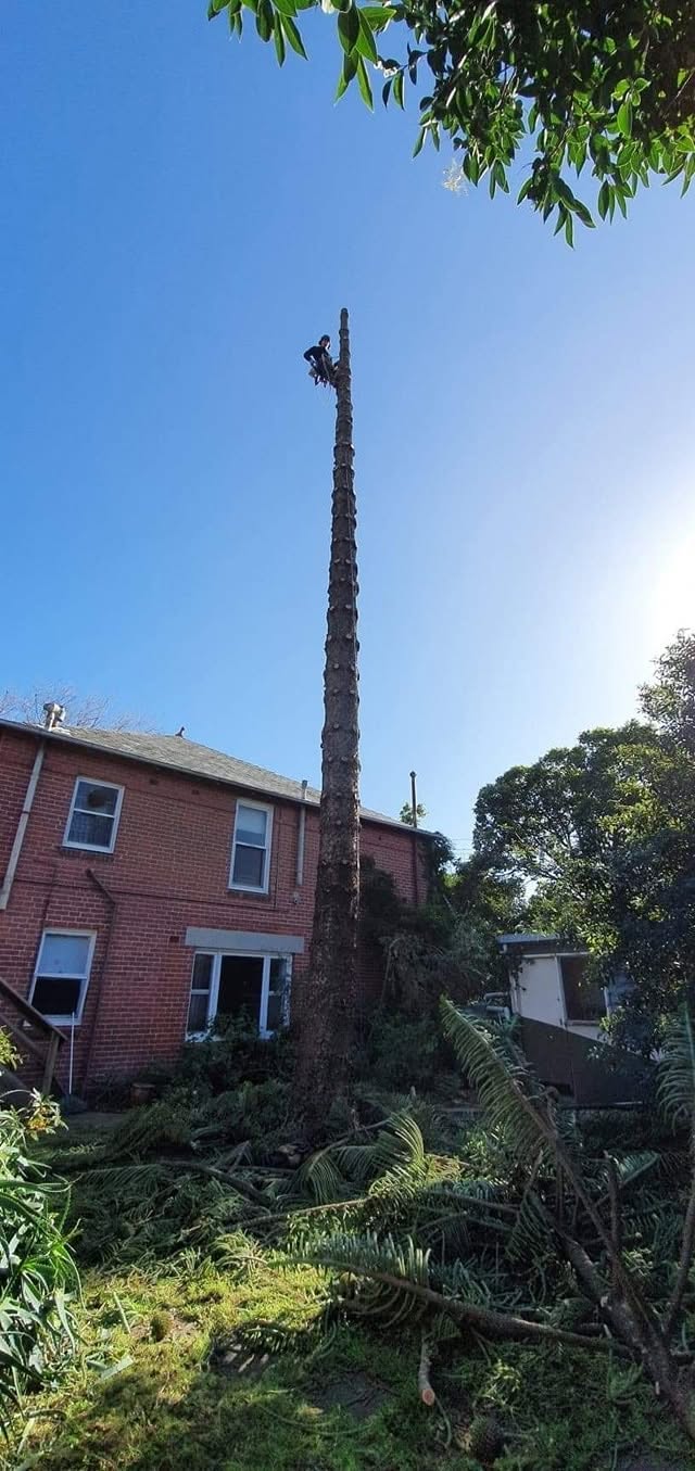 Palm removal beside a residential home