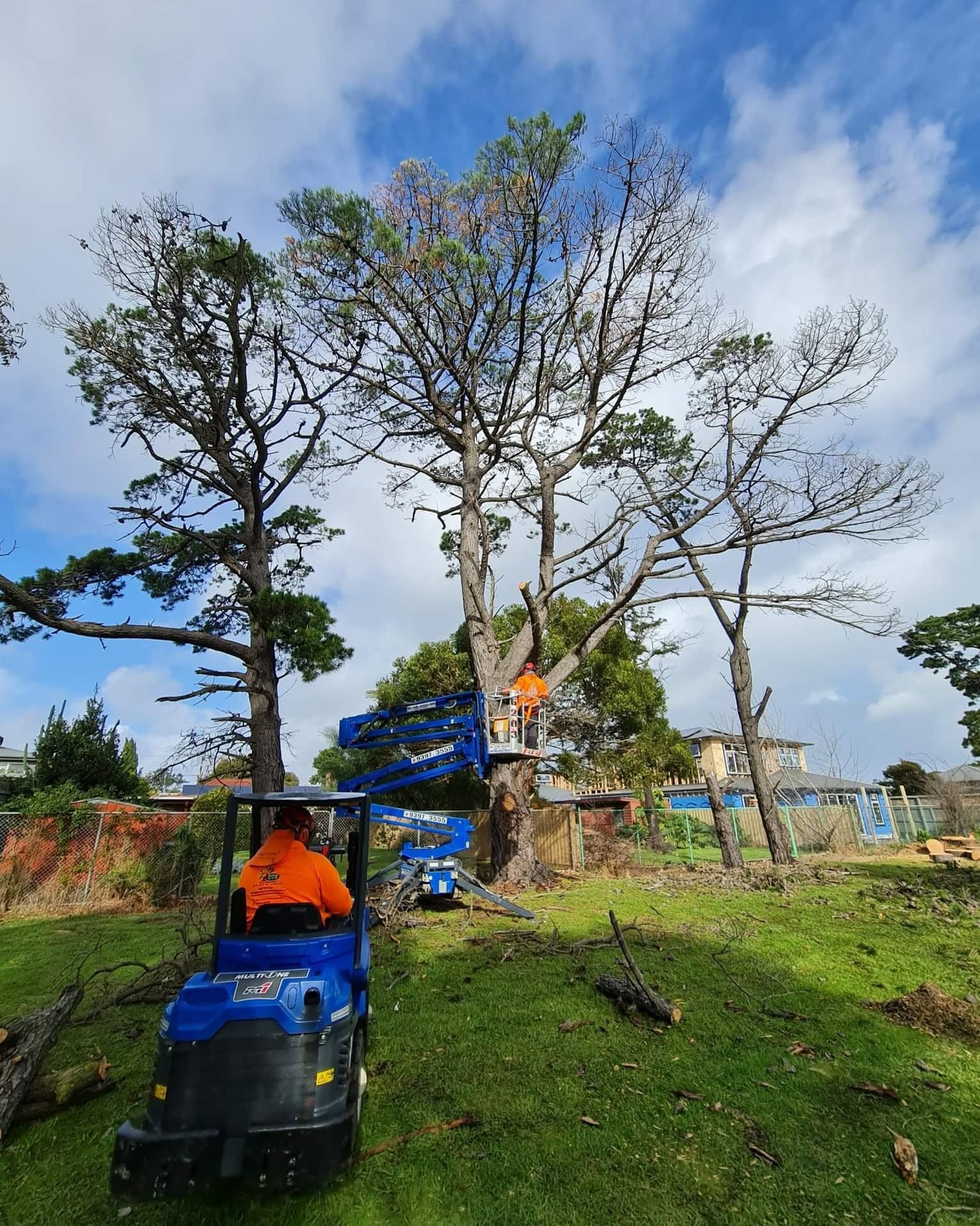 Progressing a large pine removal on a park boundary