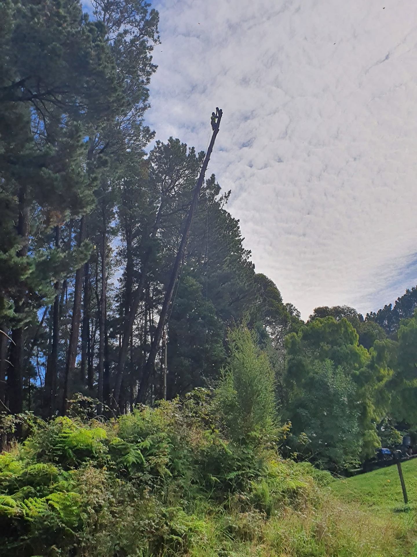 Climber high in a towering pine — safe rope work