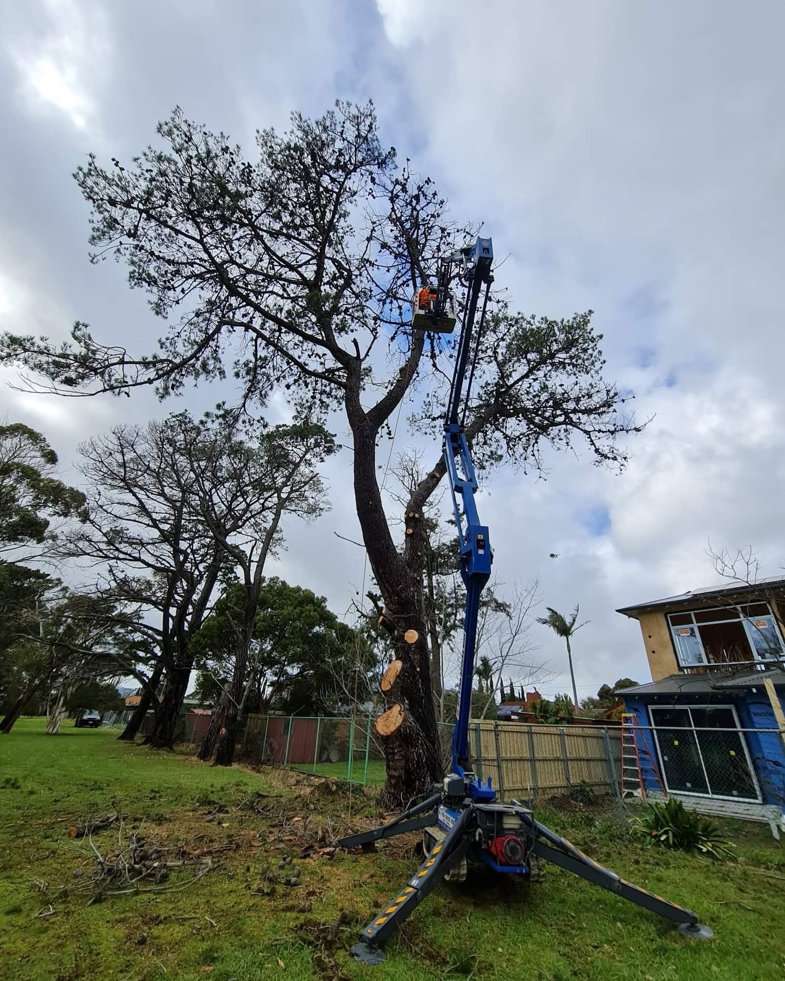 Sectional removal of a mature pine using a spider lift