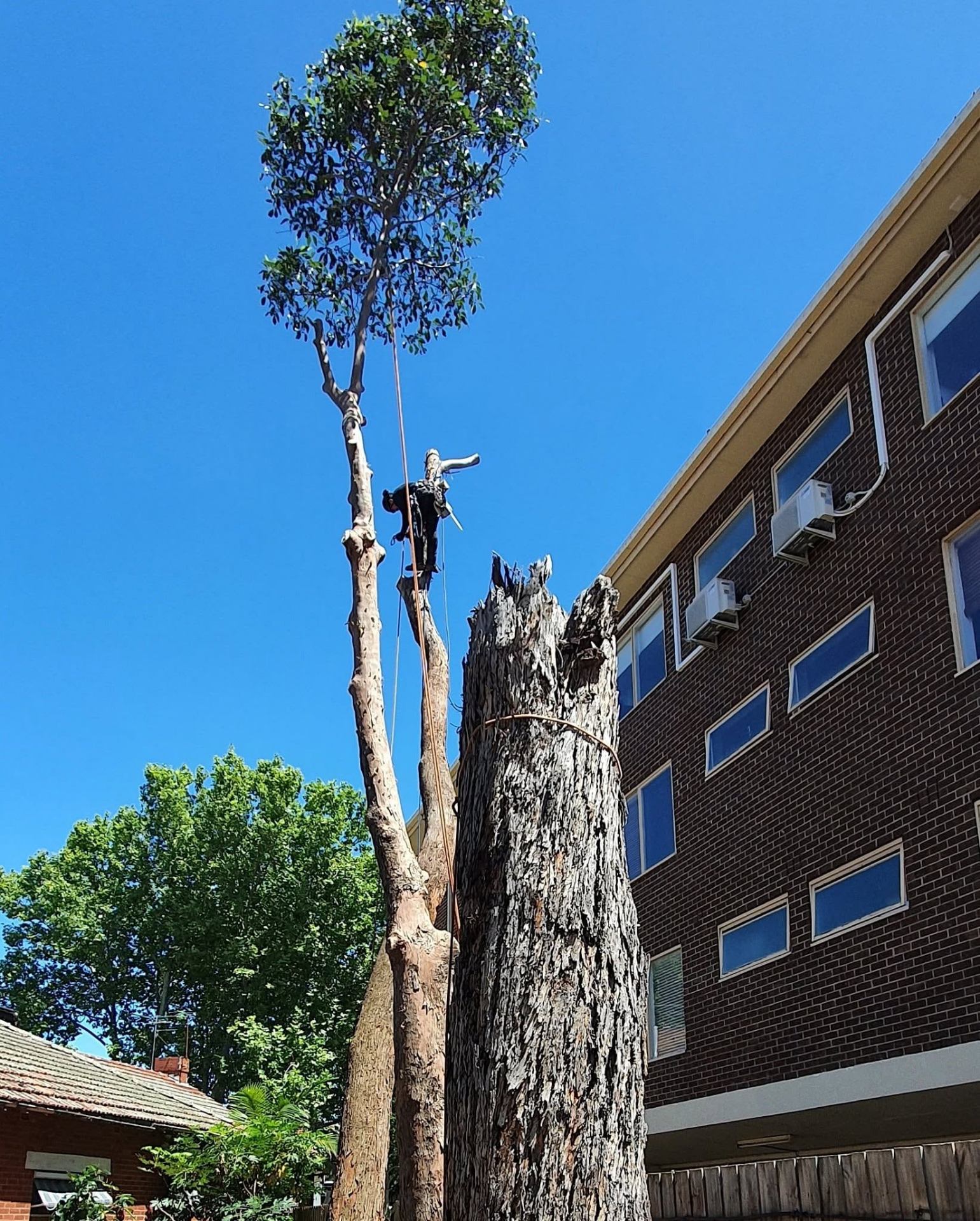 Sectional eucalyptus removal in a tight apartment courtyard