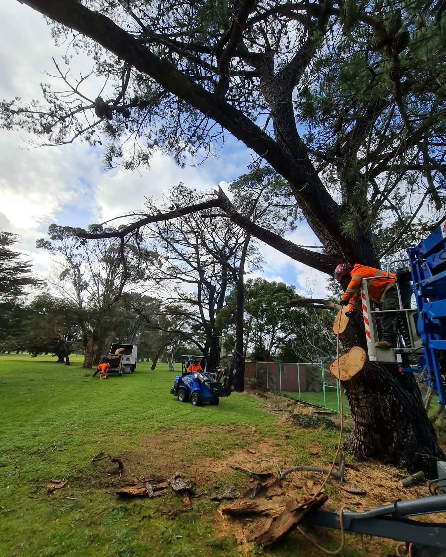 Cutting down a dead limb — safe, controlled drops